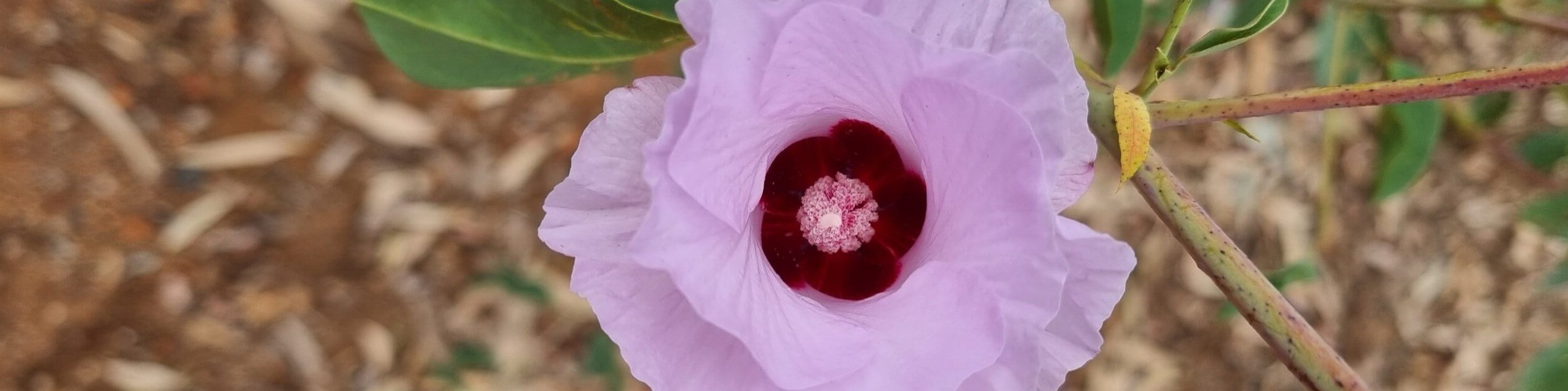 Header Background Image