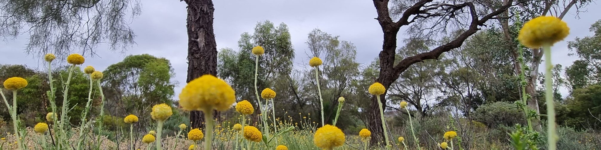 Header Background Image